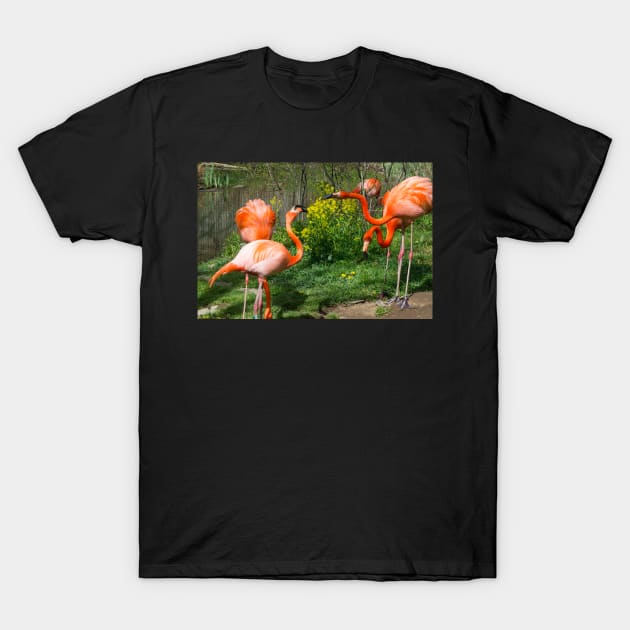 Flamingo Fight T-Shirt by Imagery